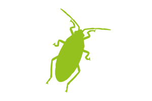 cucaracha-01